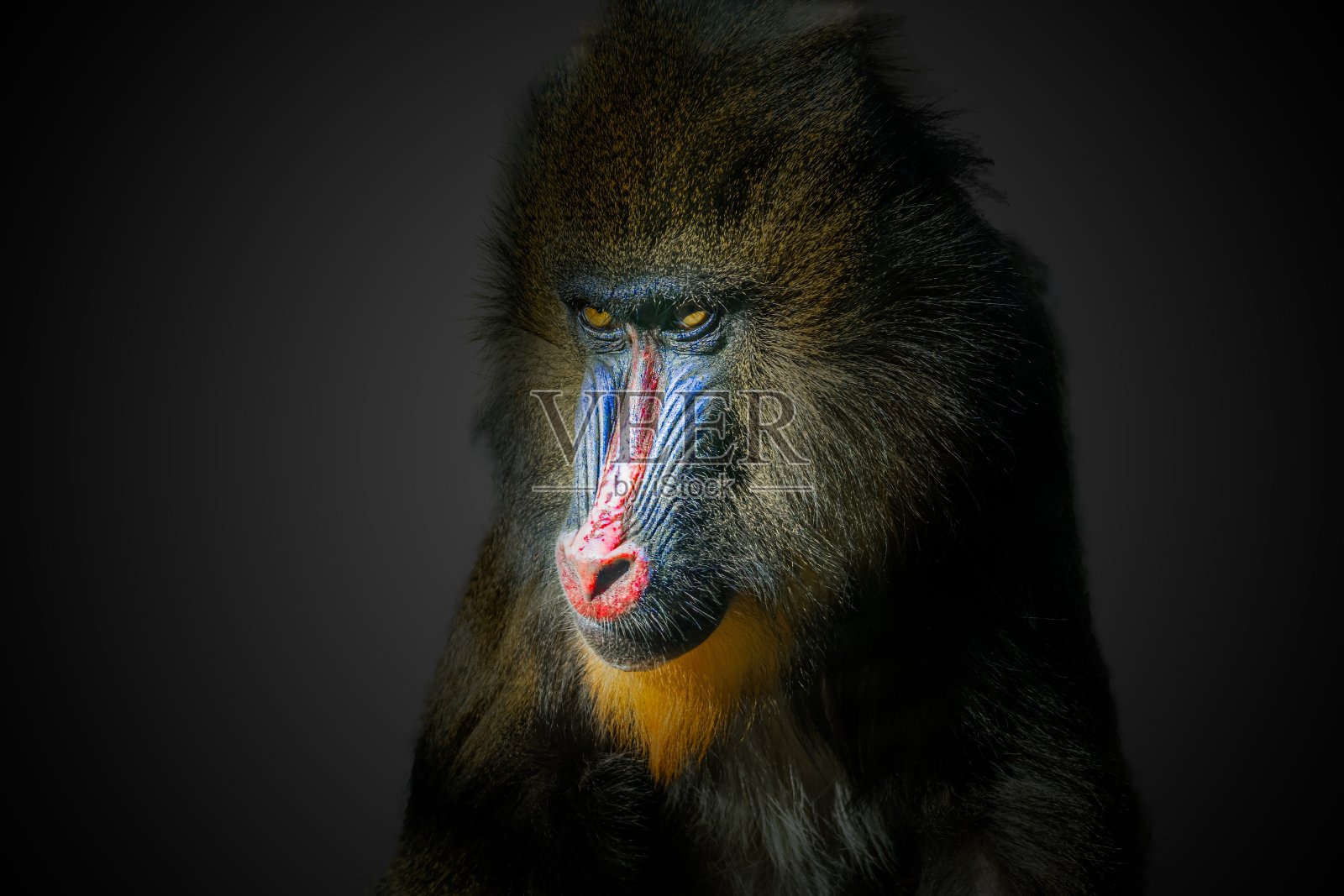 黑色背景上的雄性山魈猴的肖像。照片摄影图片