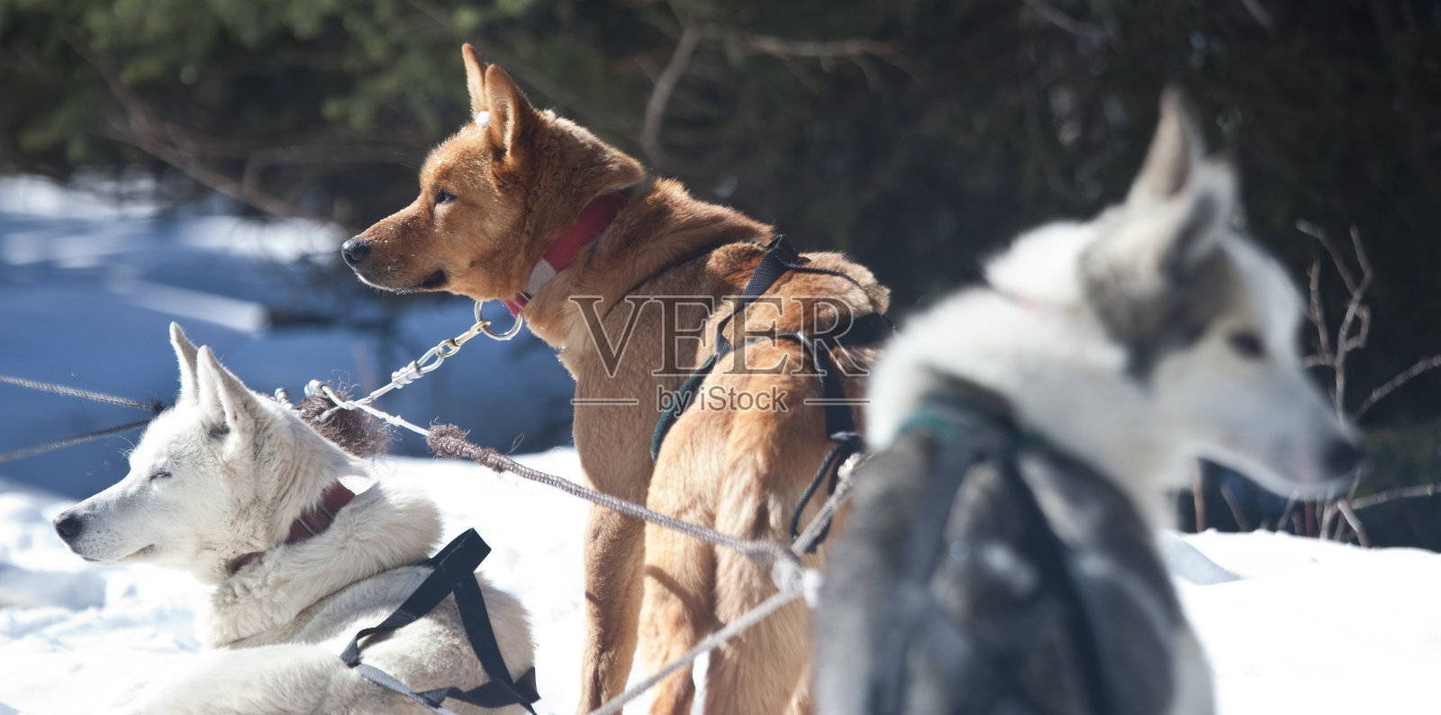 雪橇哈士奇犬队照片摄影图片