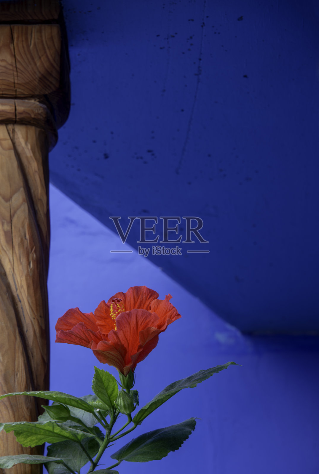 红色木槿花靠近木柱和亮蓝色墙照片摄影图片