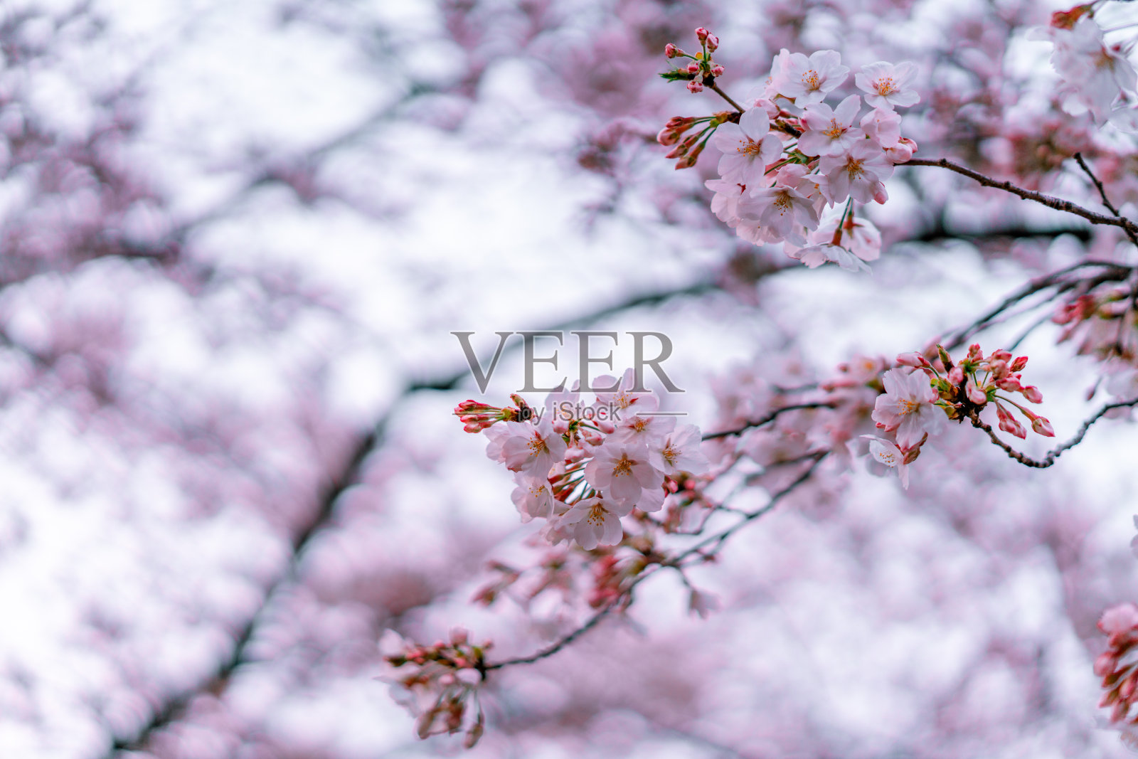 美丽而浪漫的粉红色樱花盛开在中国上海的春天照片摄影图片