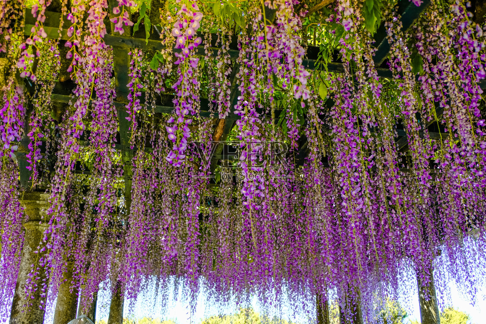 盛开的紫藤覆盖凉亭照片摄影图片