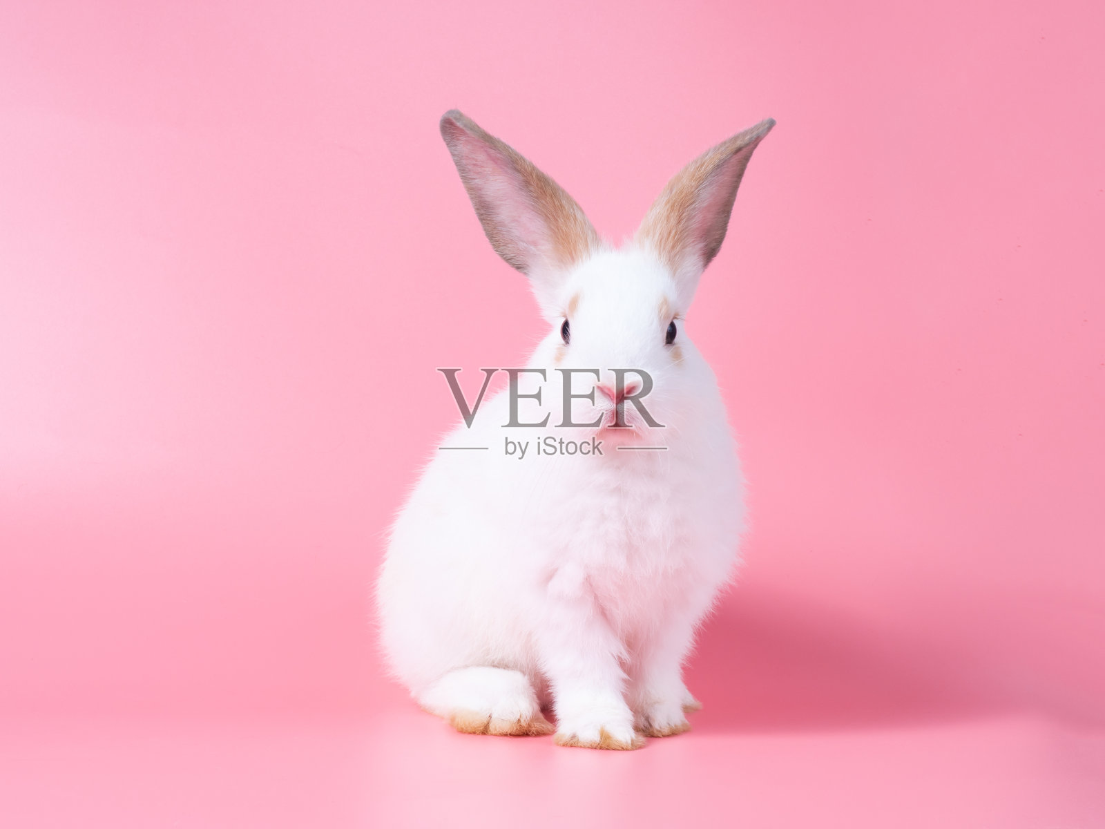 可爱的小白兔坐在粉红色的背景上。照片摄影图片