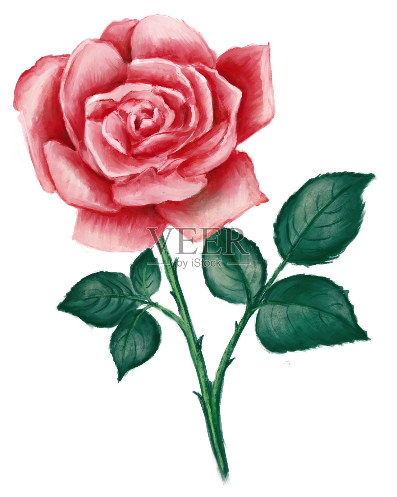 红色玫瑰孤立在白色背景-插图插画图片素材