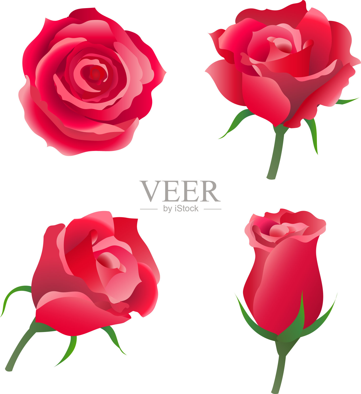 红玫瑰花矢量插图孤立的白色背景/图标玫瑰收集/标签，徽章，图标，横幅，菜单，邀请等。设计元素图片