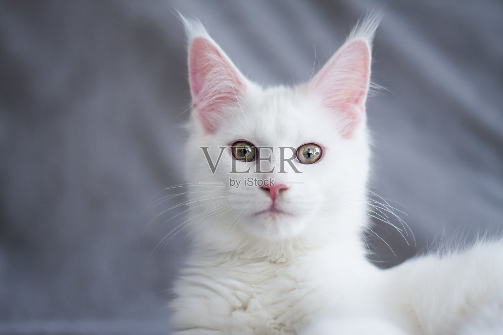 一个美丽的白色毛茸茸的缅因猫与黄色眼睛的肖像照片摄影图片