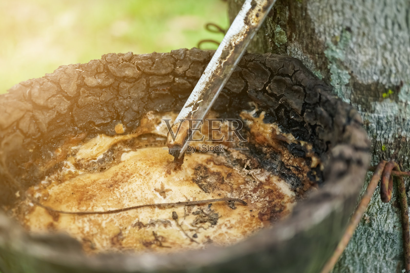 橡胶在天然碗从橡胶树在绿色的自然背景。照片摄影图片