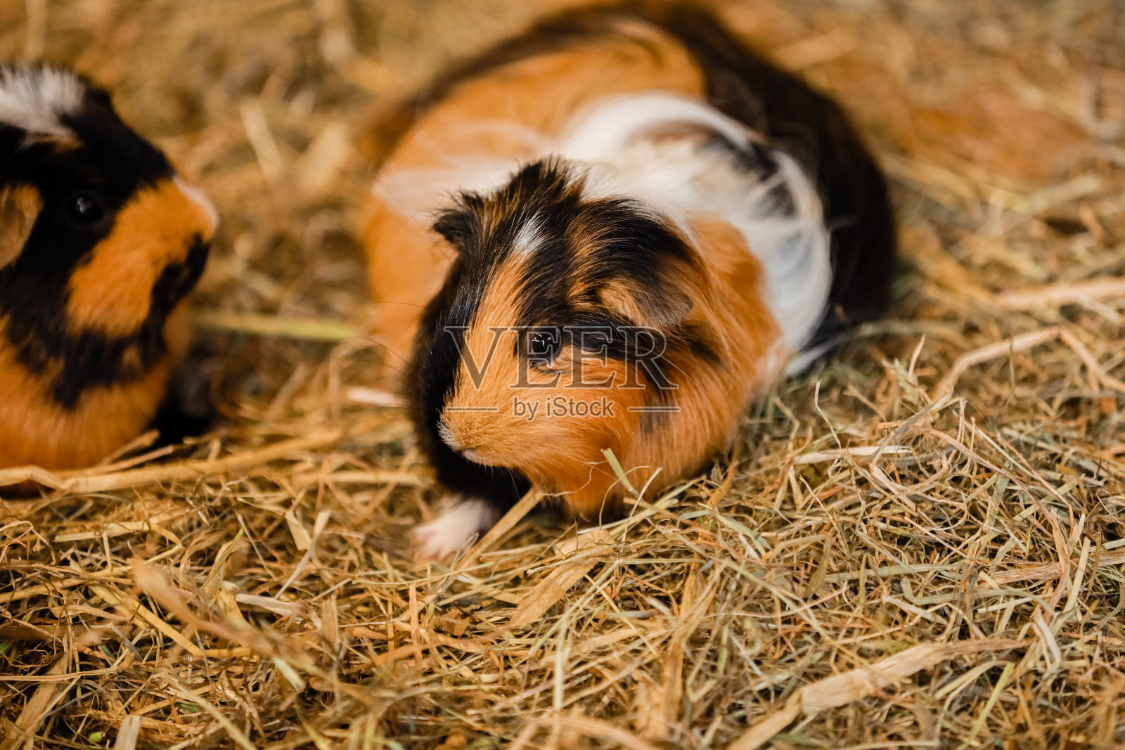 可爱的红白豚鼠特写。房子里的小宠物。干草中的豚鼠照片摄影图片