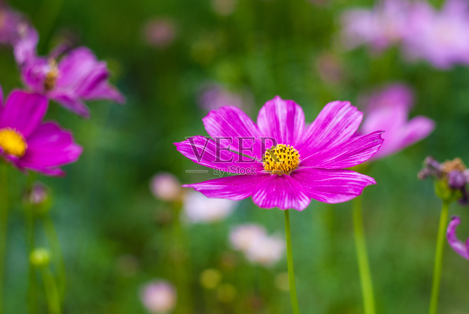 紫色的花朵盛开在绿色的花园里，大自然的背景照片摄影图片