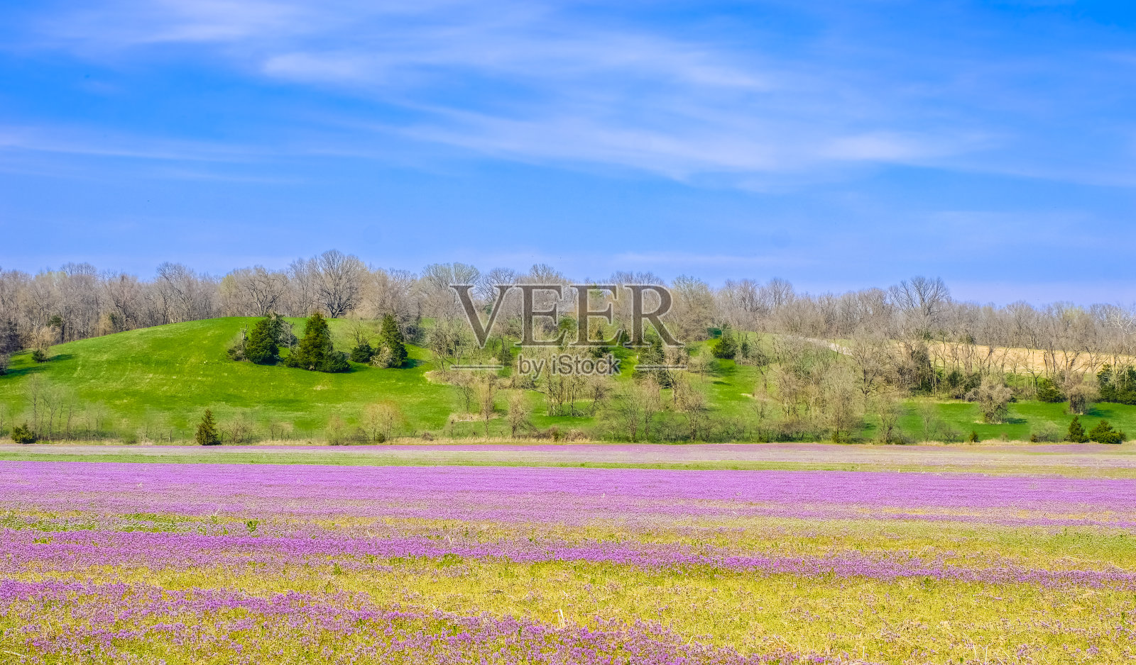 在春天的背景中，五颜六色的田野和长满草的小山照片摄影图片
