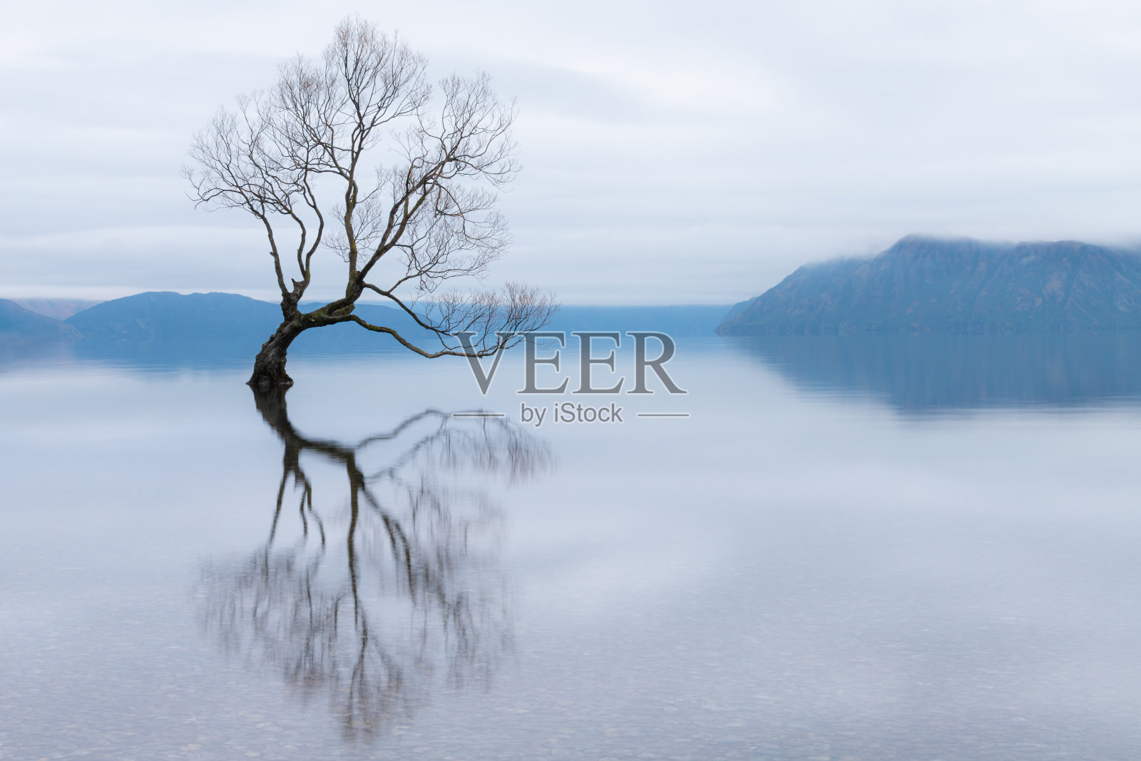 瓦纳卡树，新西兰瓦纳卡湖最著名的柳树照片摄影图片