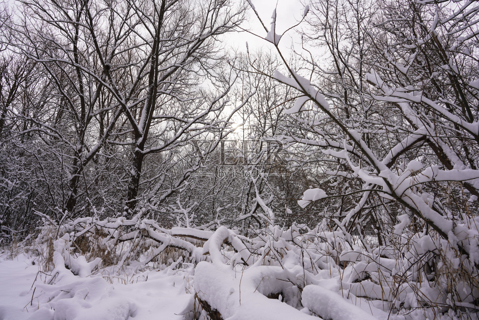 美丽的冬季公园，树上覆盖着白雪。冬天的风景照片摄影图片