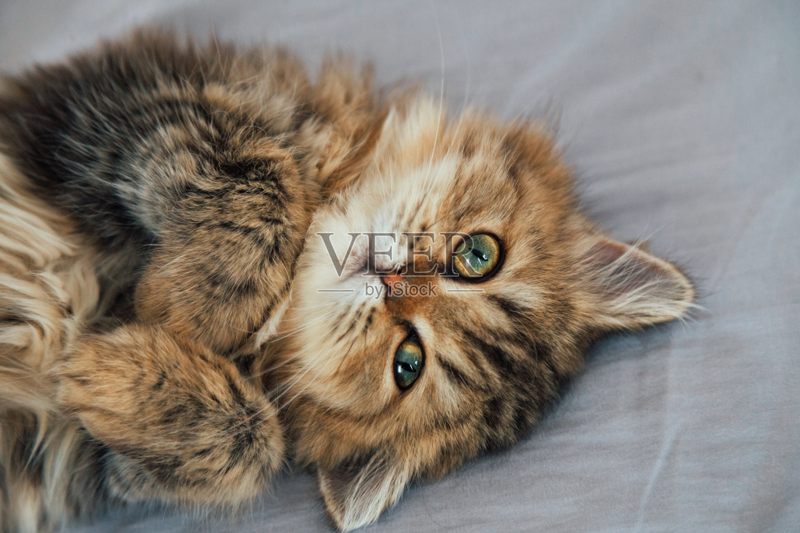 可爱快乐的英国长毛栗鼠波斯小猫的肖像起床和玩在卧室的猫床上，看着镜头周日早上。动物和宠物生活理念。照片摄影图片