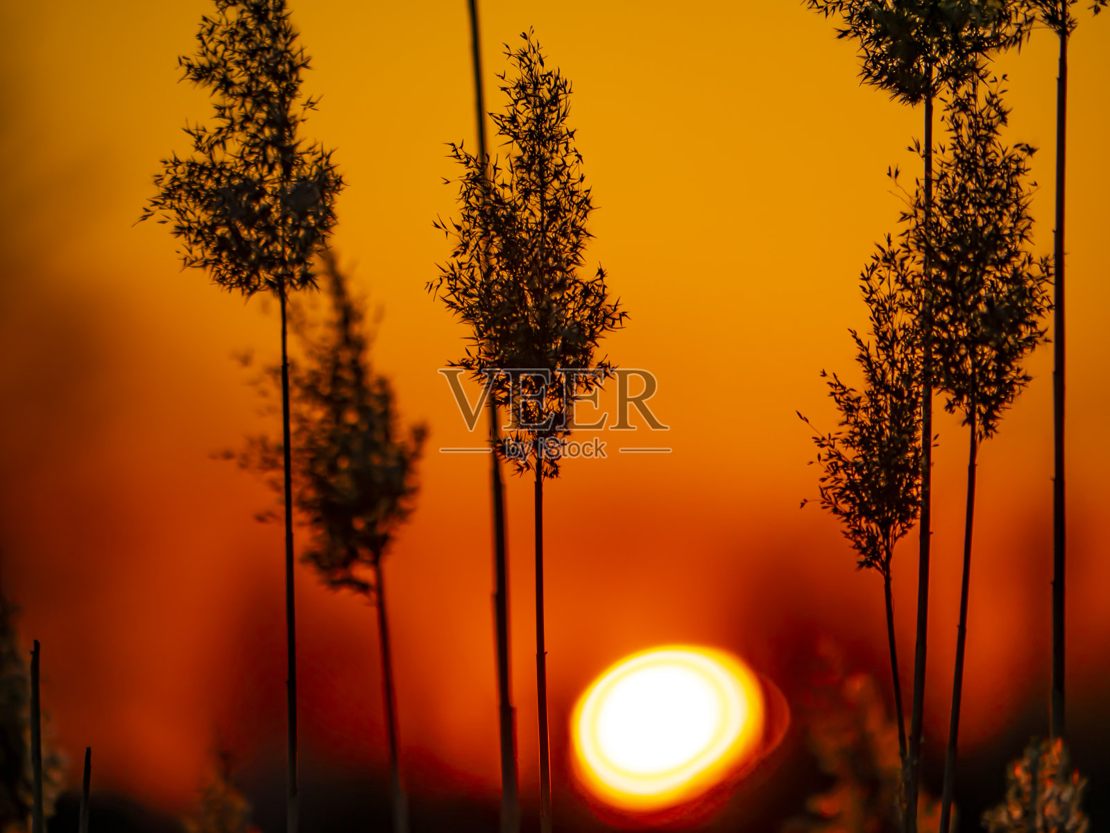 地平线上阳光灿烂的夕阳映衬下的田野芦苇。照片摄影图片