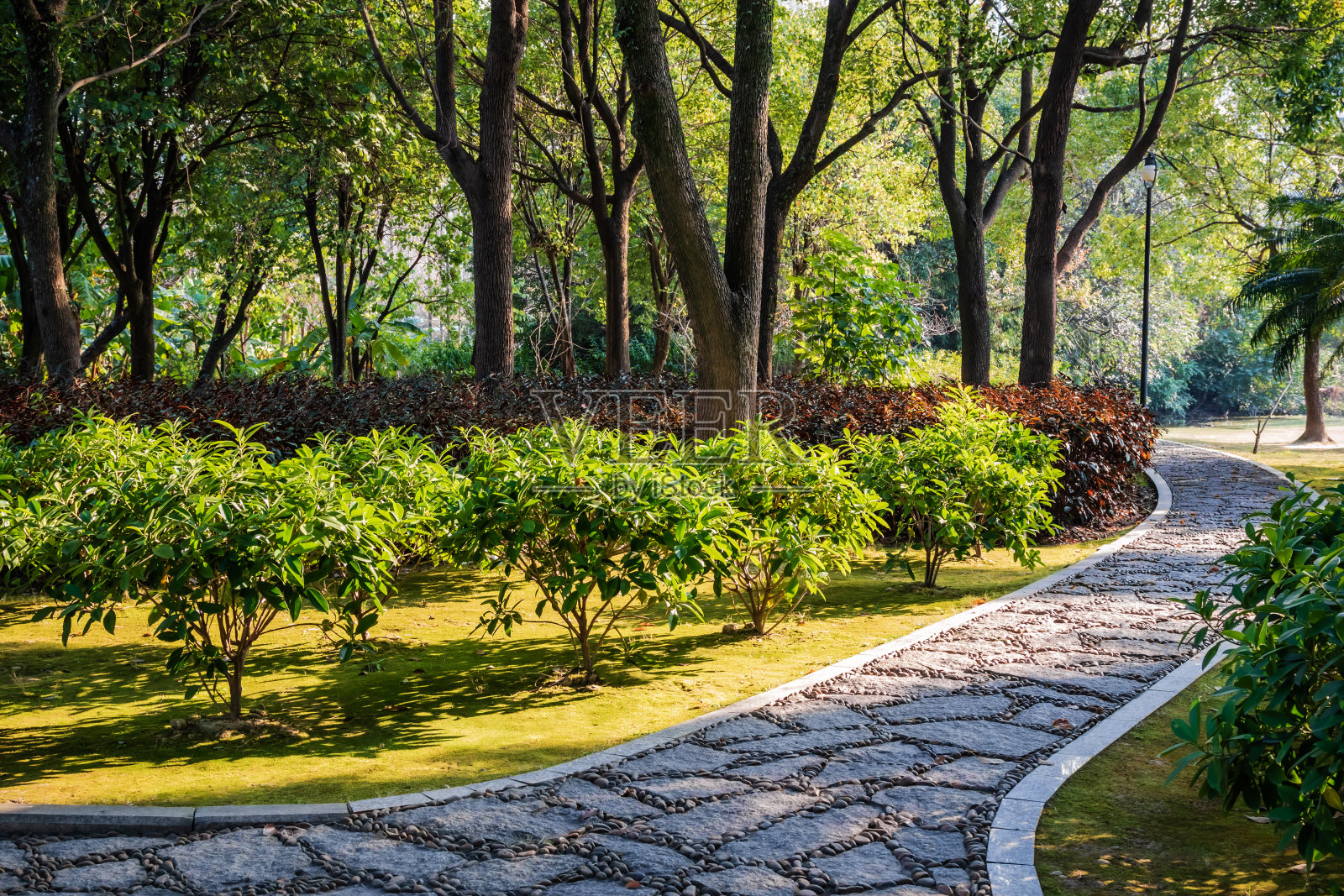 阳光下城市公园的绿色植被照片摄影图片