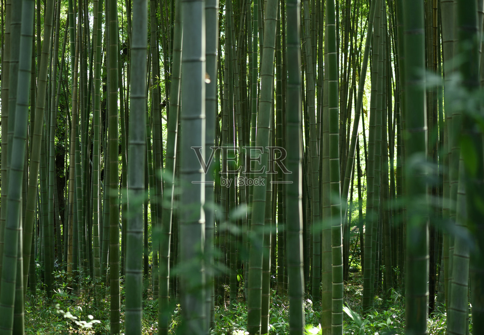 新鲜的竹林。照片摄影图片