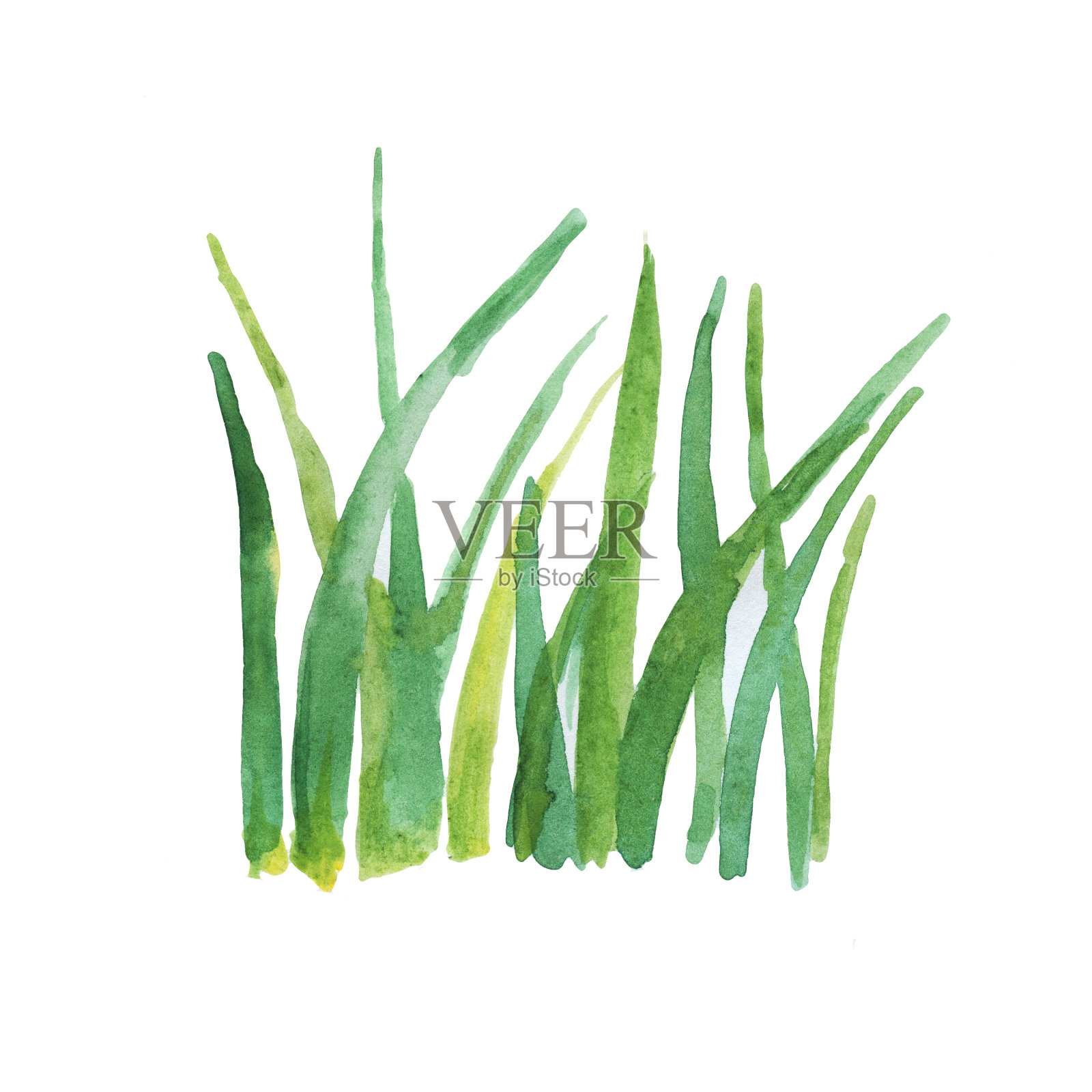 手绘水彩草孤立的白色背景。插画图片素材