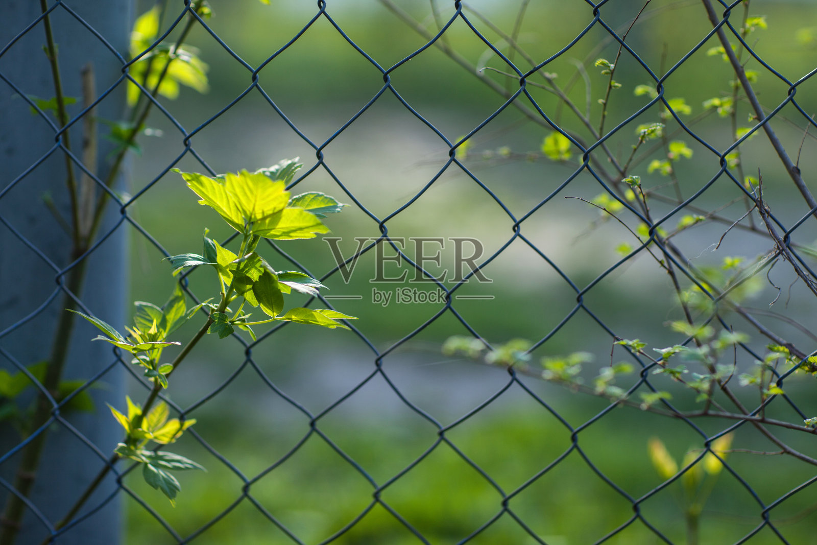 春天的树叶在一棵树的背景篱笆上从一根铁链上落下照片摄影图片