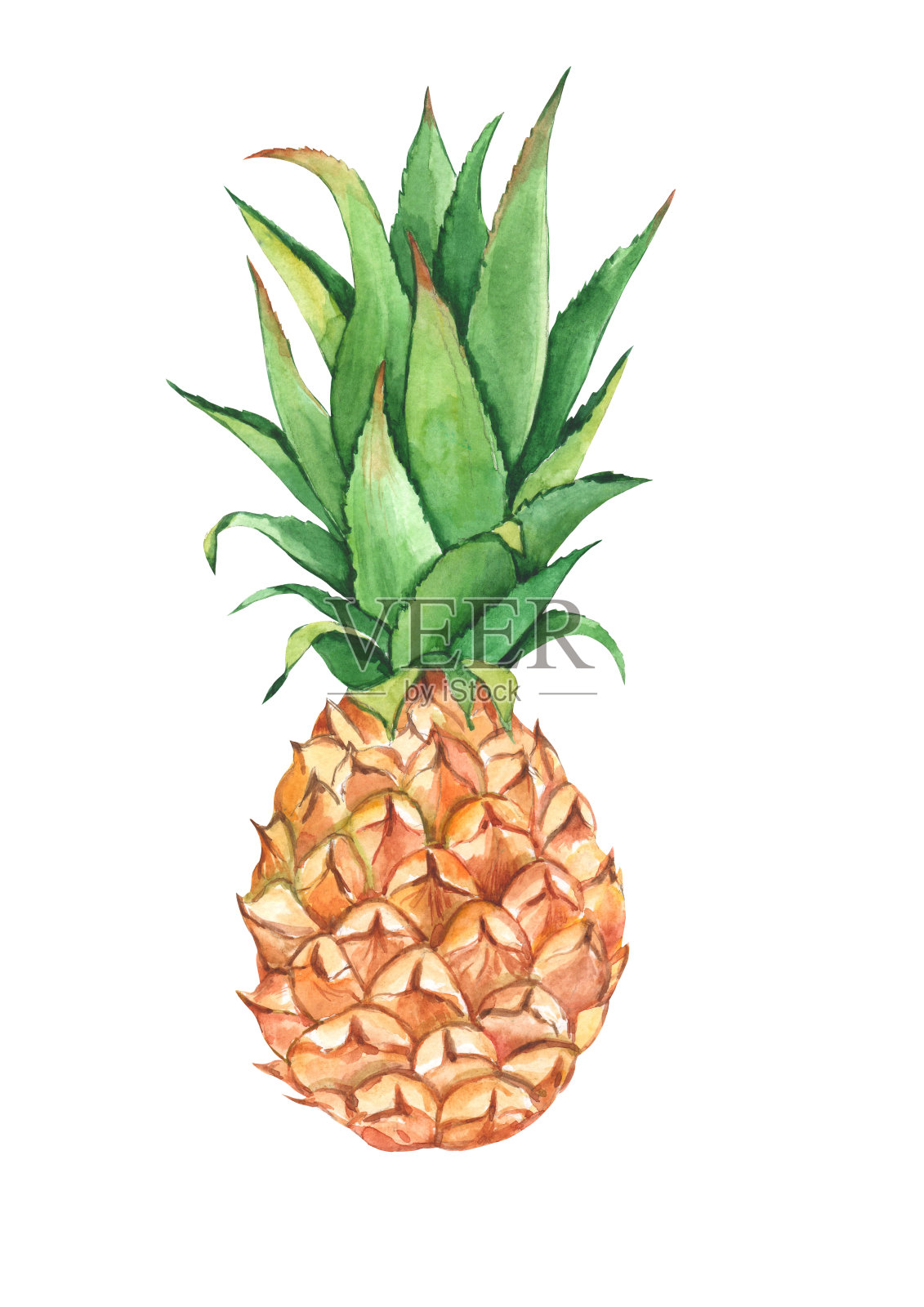 菠萝孤立在白色背景上，水彩水果插图手绘风格。插画图片素材