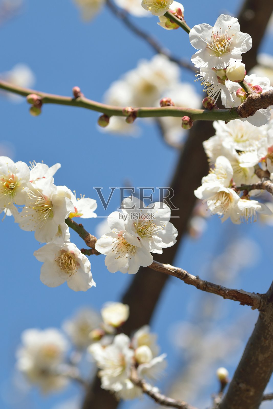 宏观细节的白梅花枝照片摄影图片