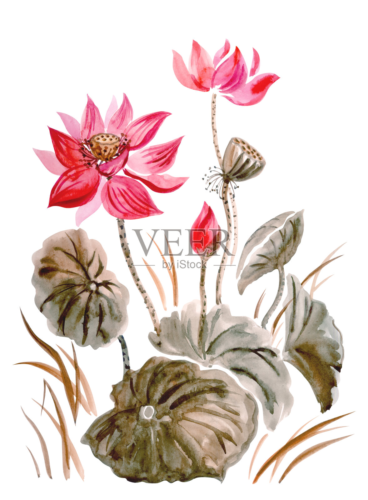 红色荷花的叶，芽和种子，水彩插图插画图片素材