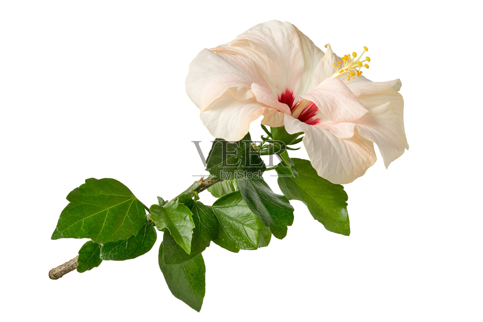 玫瑰木槿或月季，玫瑰锦葵，鞋黑植物孤立在白色背景。照片摄影图片
