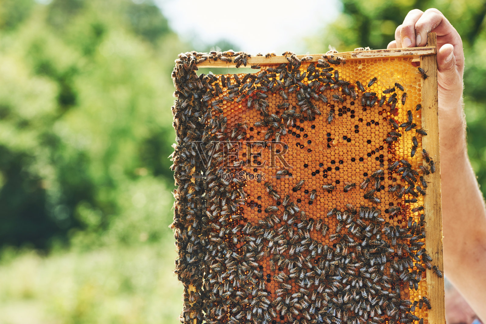 在阳光明媚的日子里，男人的手拿着一个蜂巢，里面装满了蜜蜂照片摄影图片