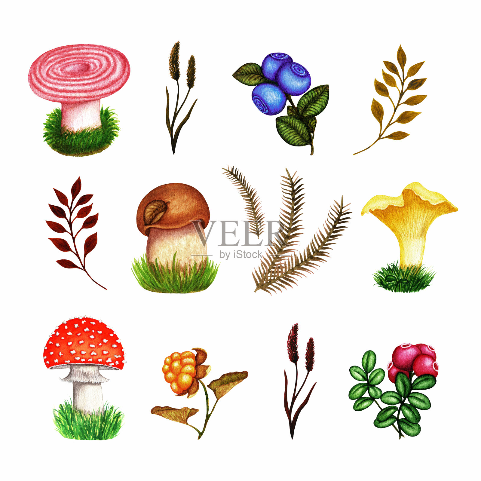 水彩画秋季套森林蘑菇，浆果，草，树枝。手绘收集的对象设计孤立在白色背景。插画图片素材