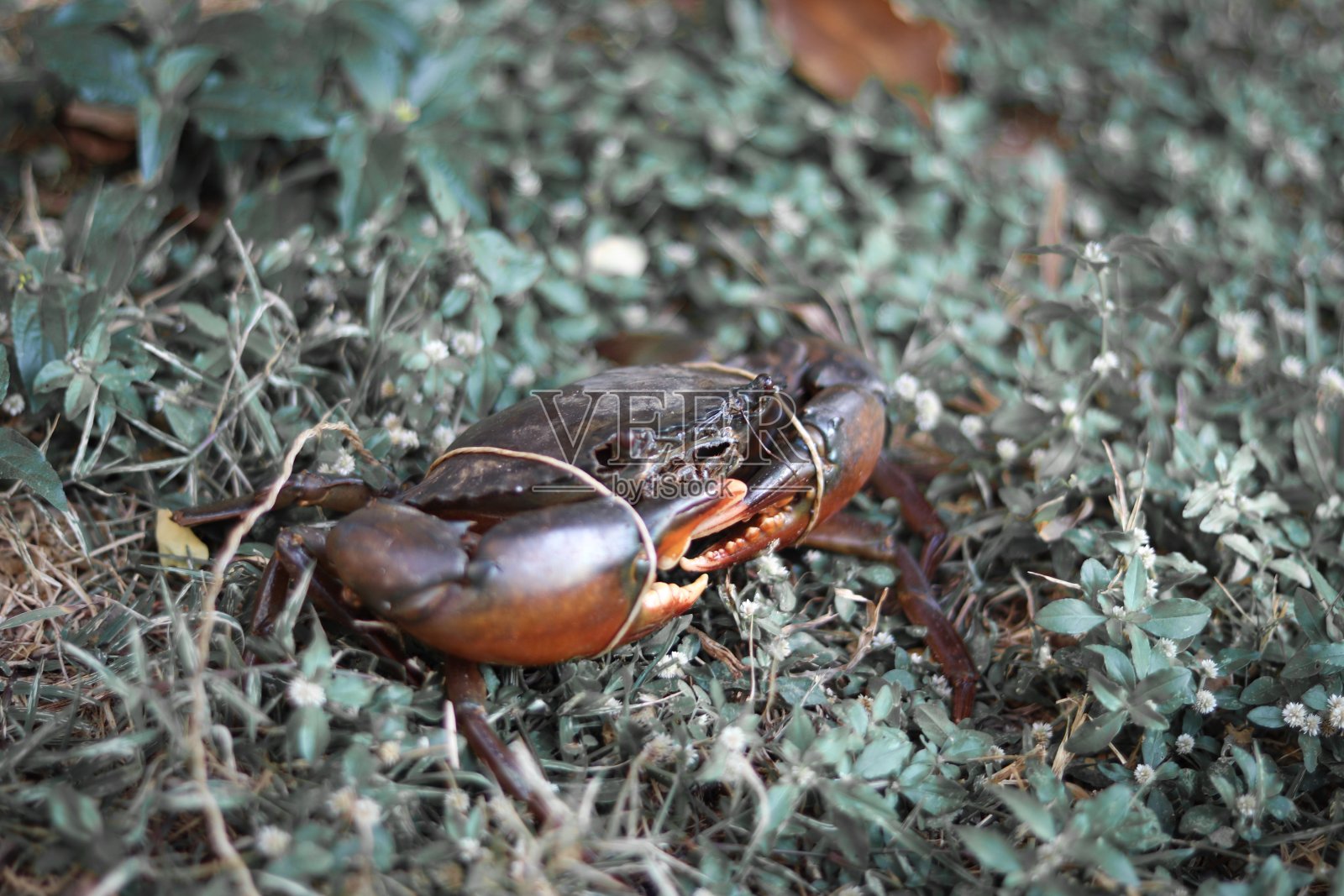 草地上的巨型泥蟹，前景和背景模糊照片摄影图片