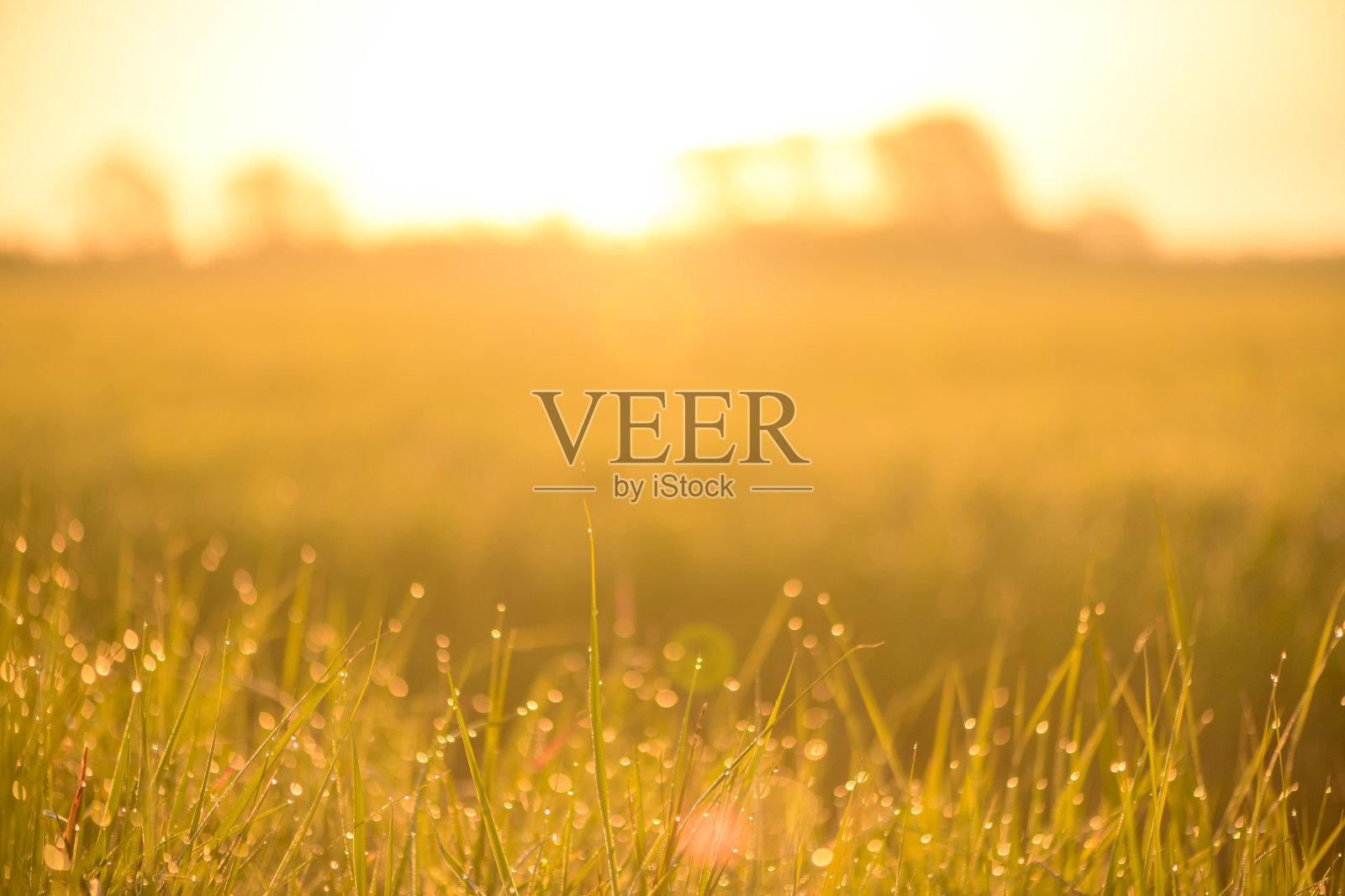 在这个春天的清晨，日出在田野上的草地上露珠在IJssel河三角洲。照片摄影图片