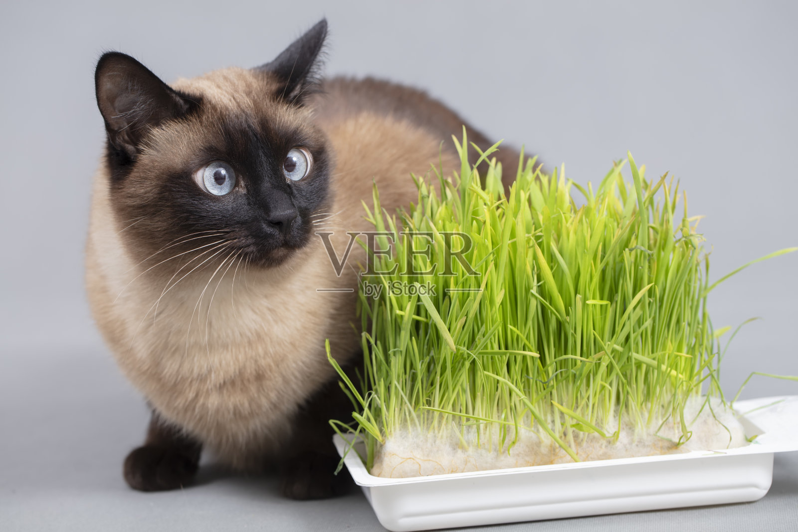 灰色背景上长着绿草的猫。可爱的暹罗猫。照片摄影图片