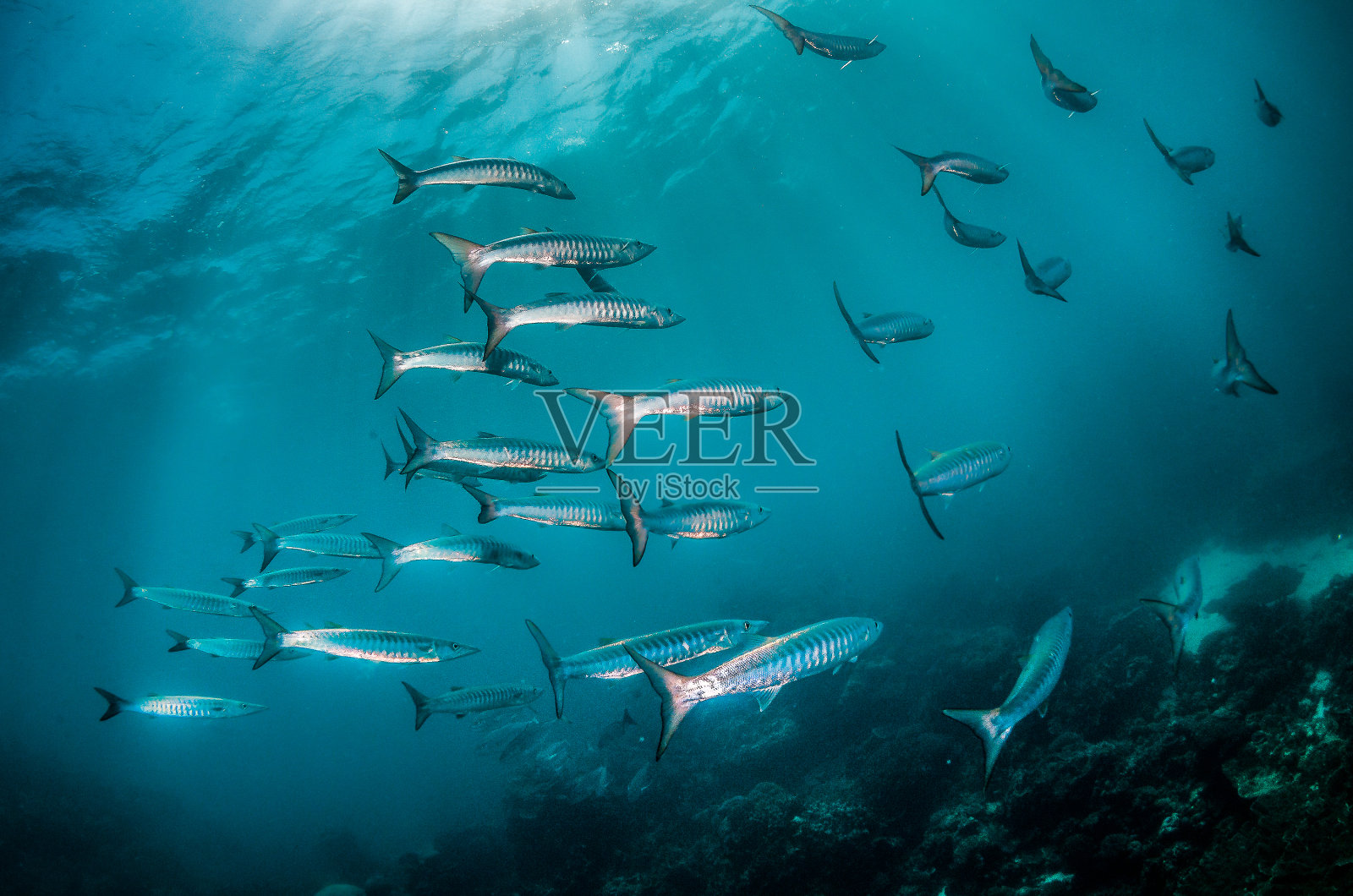 在清澈湛蓝的海洋中成群结队的远洋银鱼照片摄影图片