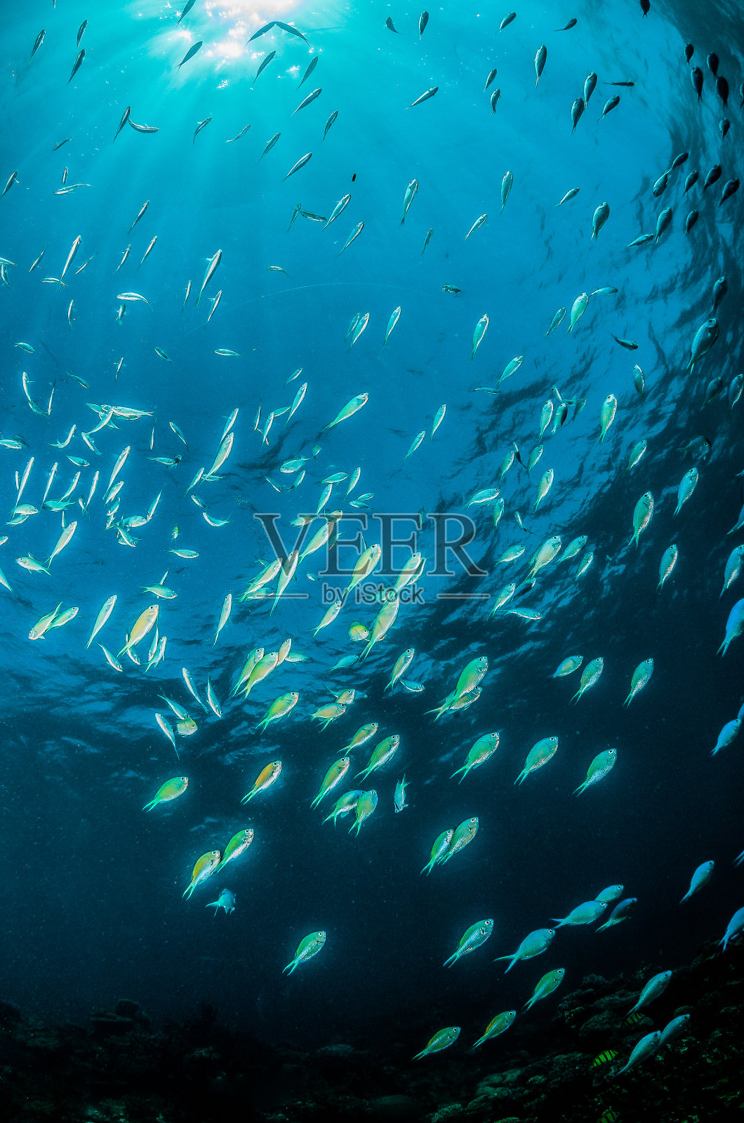 一群小鱼在清澈湛蓝的海洋里游来游去照片摄影图片
