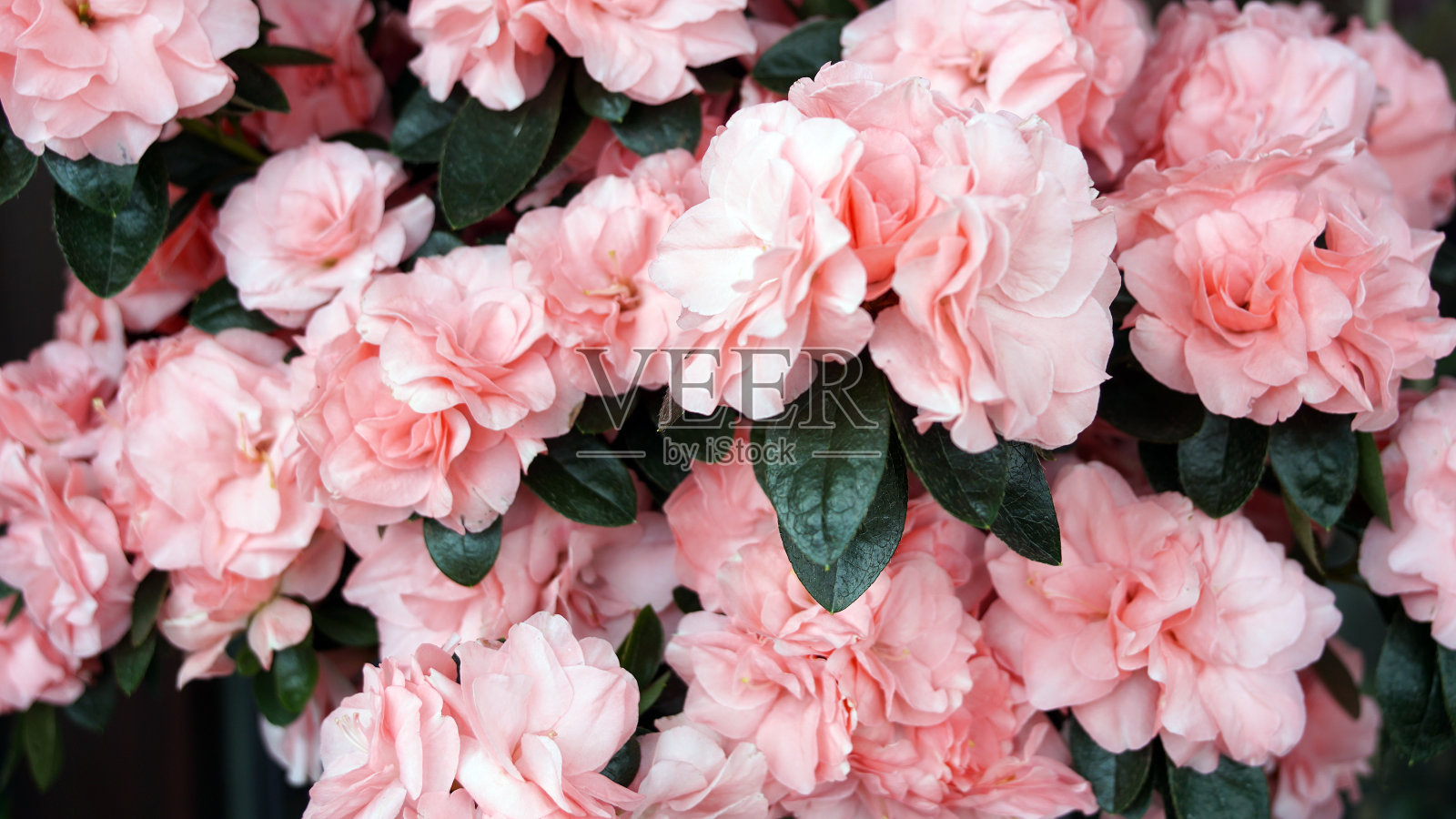 在阳光下盛开着美丽的杜鹃花。一束粉红色的杜鹃花在花盆里。完美的礼物和背景照片摄影图片