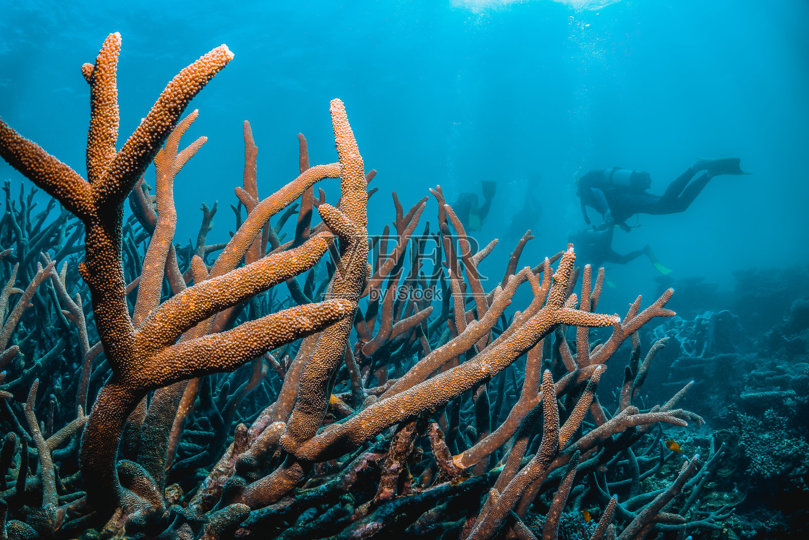 潜水员在色彩斑斓的珊瑚礁周围游泳，周围是鱼照片摄影图片