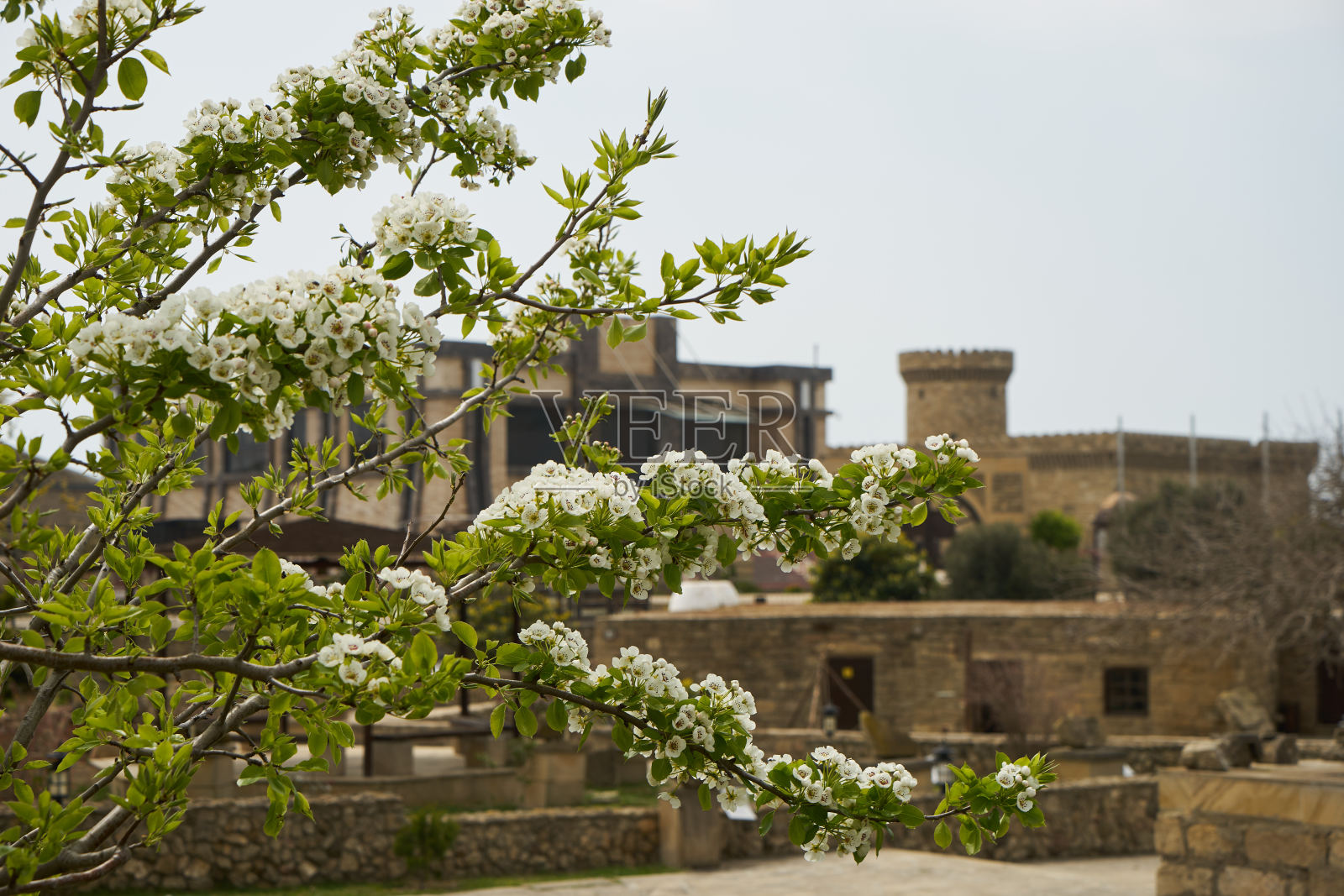 旧城背景上开花的树枝。绿色的树枝照片摄影图片