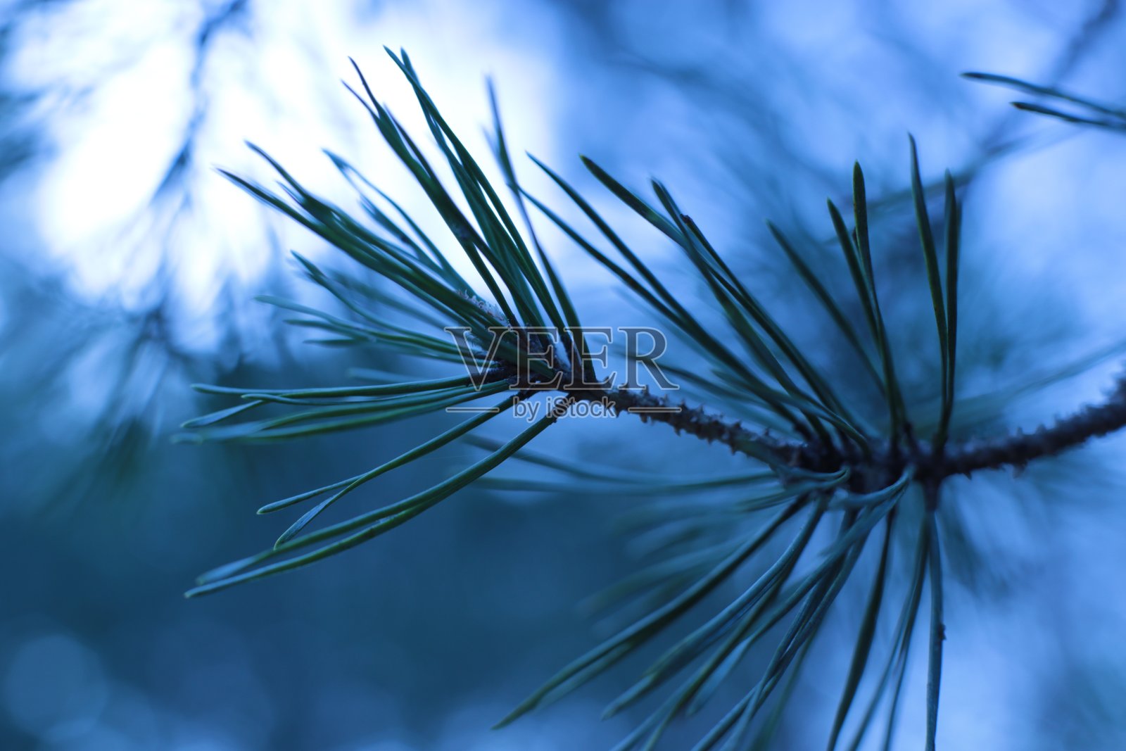 圣诞树常年常绿针叶树，小刺云杉上照片摄影图片