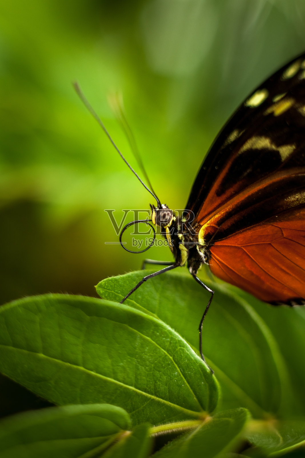 美丽多彩的微距摄影蝴蝶。照片摄影图片