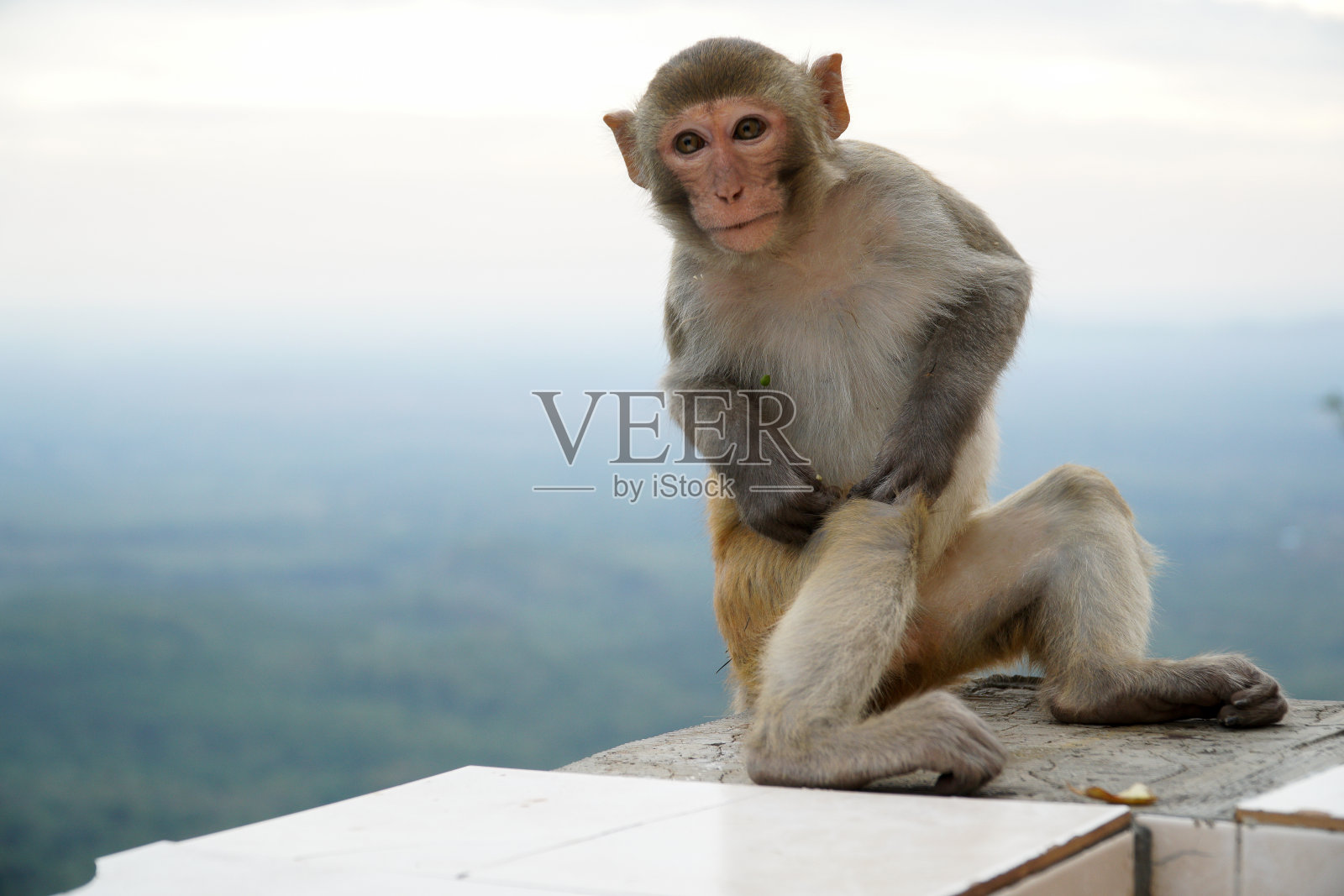 猴子坐在宝帕山挡土墙上的特写照片摄影图片