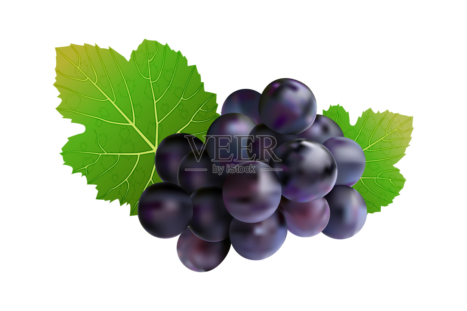 葡萄孤立在白色背景上。设计元素图片