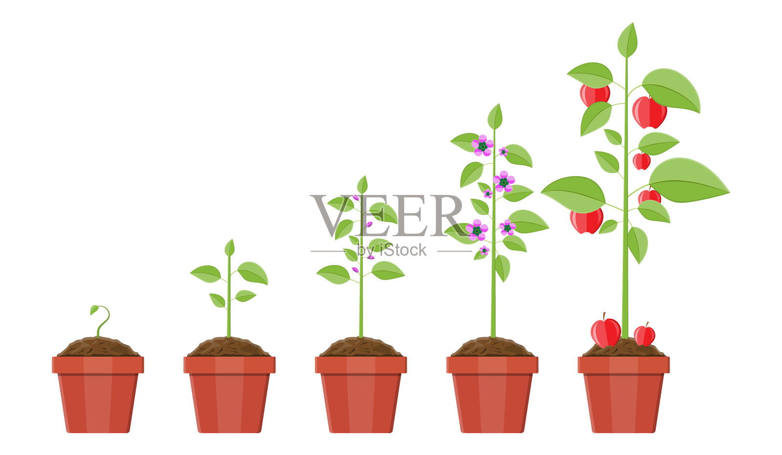 8款矢量植物成长发芽过程模板免费下载 _广告设计图片设计素材_【包图网】