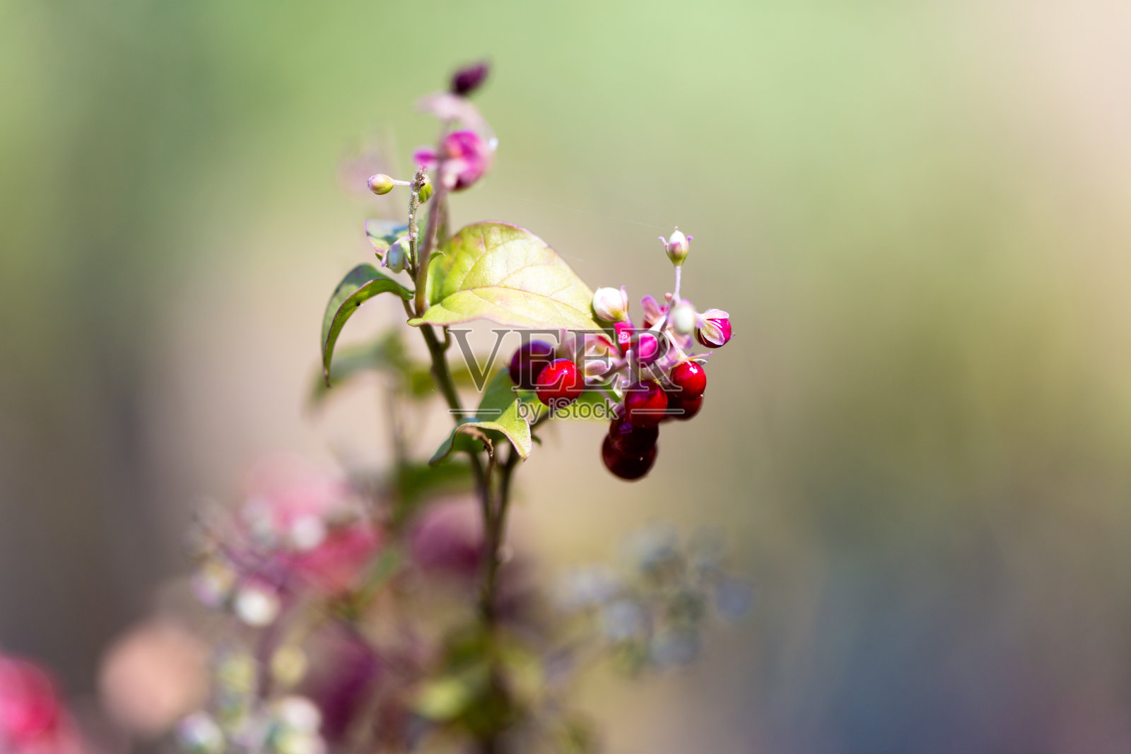 红色浆果与粉红色的花生长在户外的特写照片摄影图片