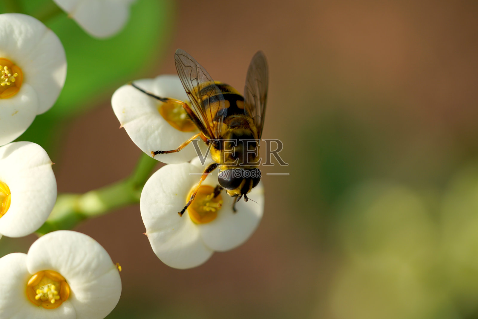 蜜蜂授粉花的特写照片摄影图片