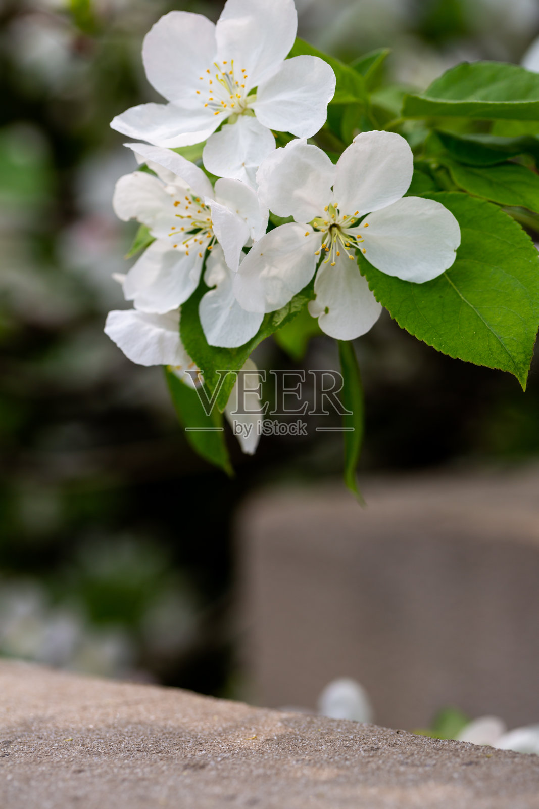 春天的白花照片摄影图片