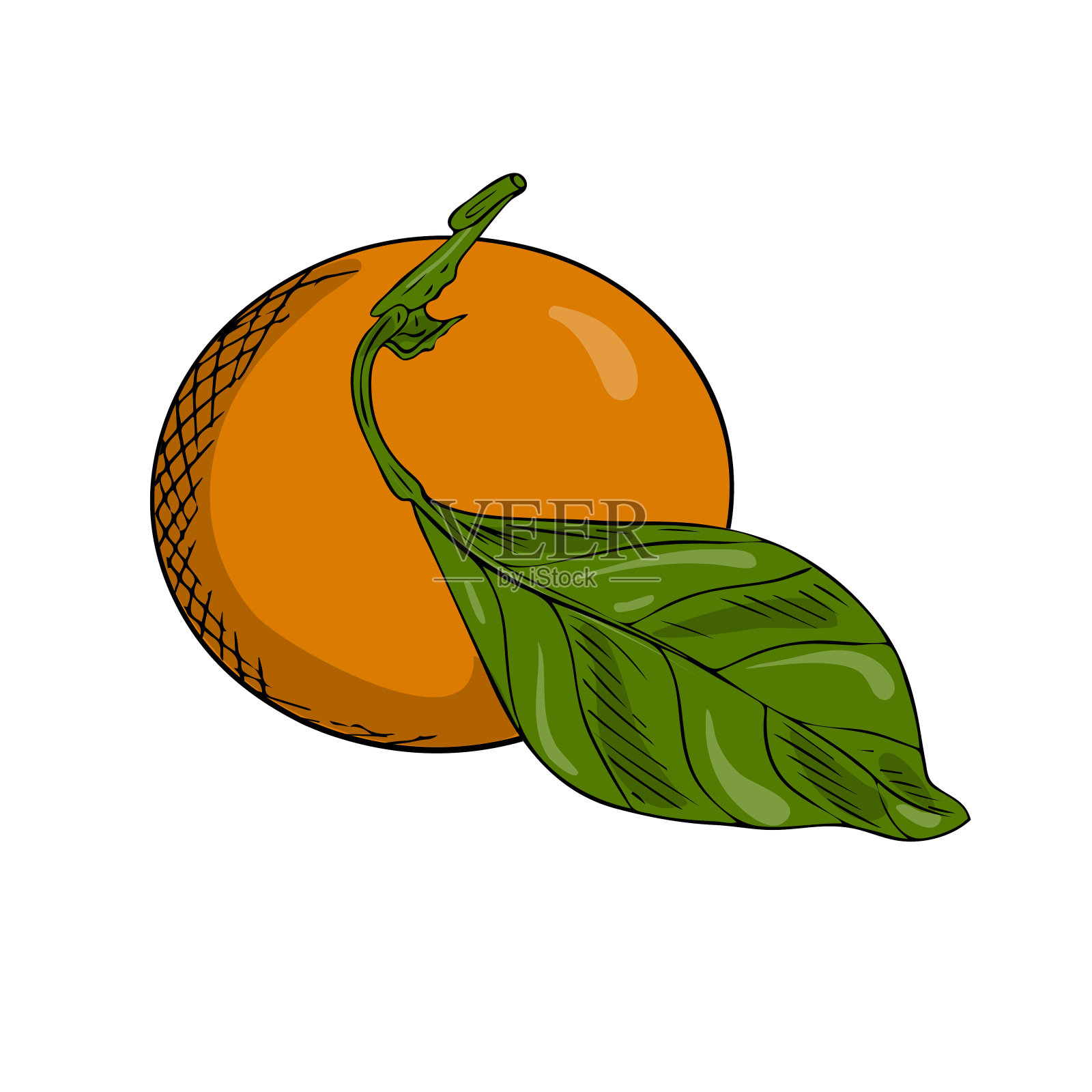 长在有叶子的树枝上的橘红色或橙色。涂鸦风格。这幅柑橘素描是手绘的，孤立地放在白色的背景上。轮廓图与孵化和纹理。颜色矢量图设计元素图片