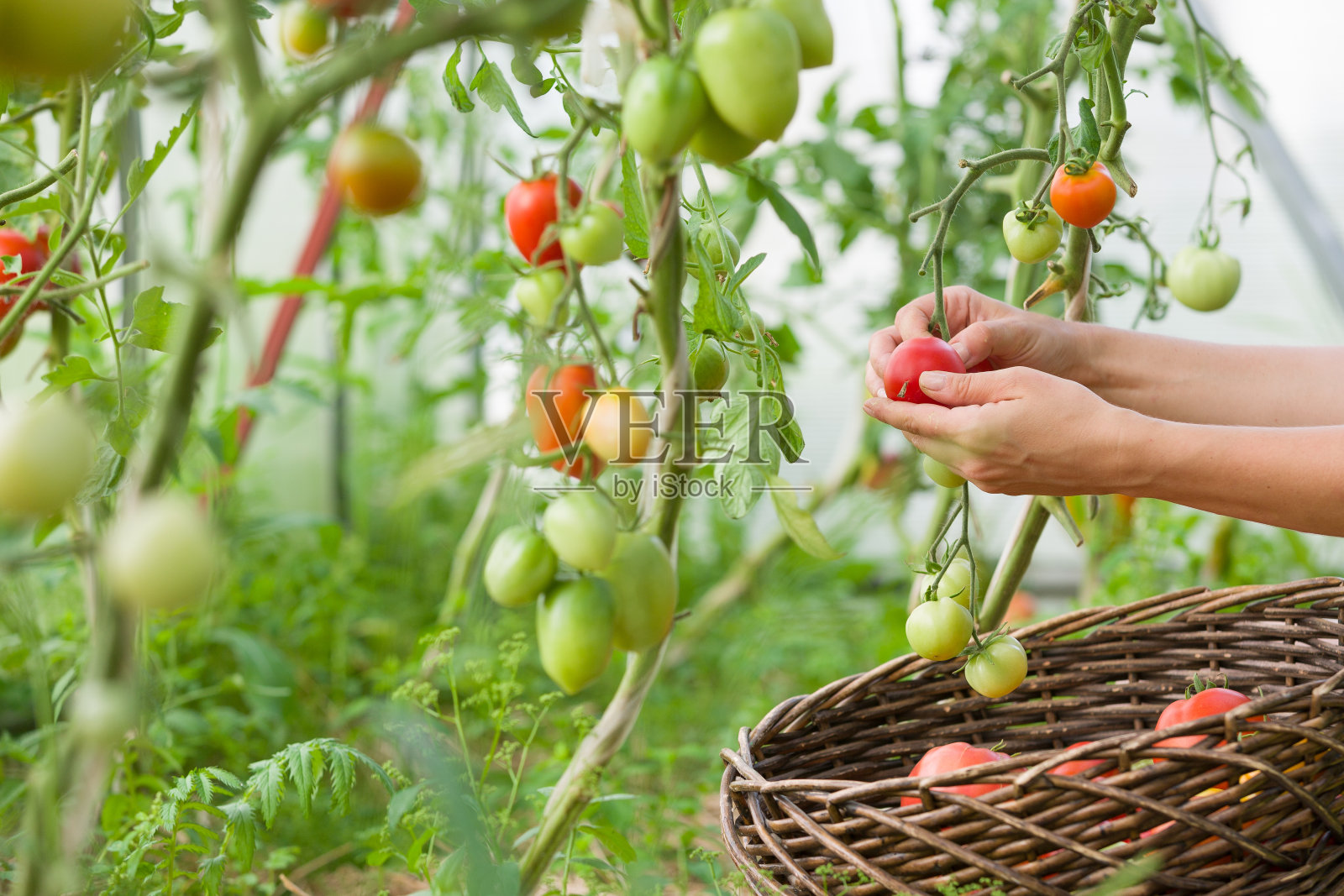 在一个阳光明媚的日子里，一个女人的手在她的花园里收获新鲜的有机番茄。农夫摘西红柿。蔬菜生长。园艺的概念照片摄影图片