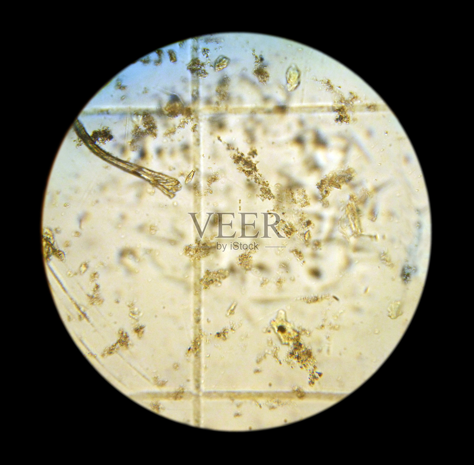 浮游植物细胞。这张照片是用光学显微镜用照相机拍摄的。俄罗斯浮游植物样本，滨海边海，日本海，东方湾，2009照片摄影图片