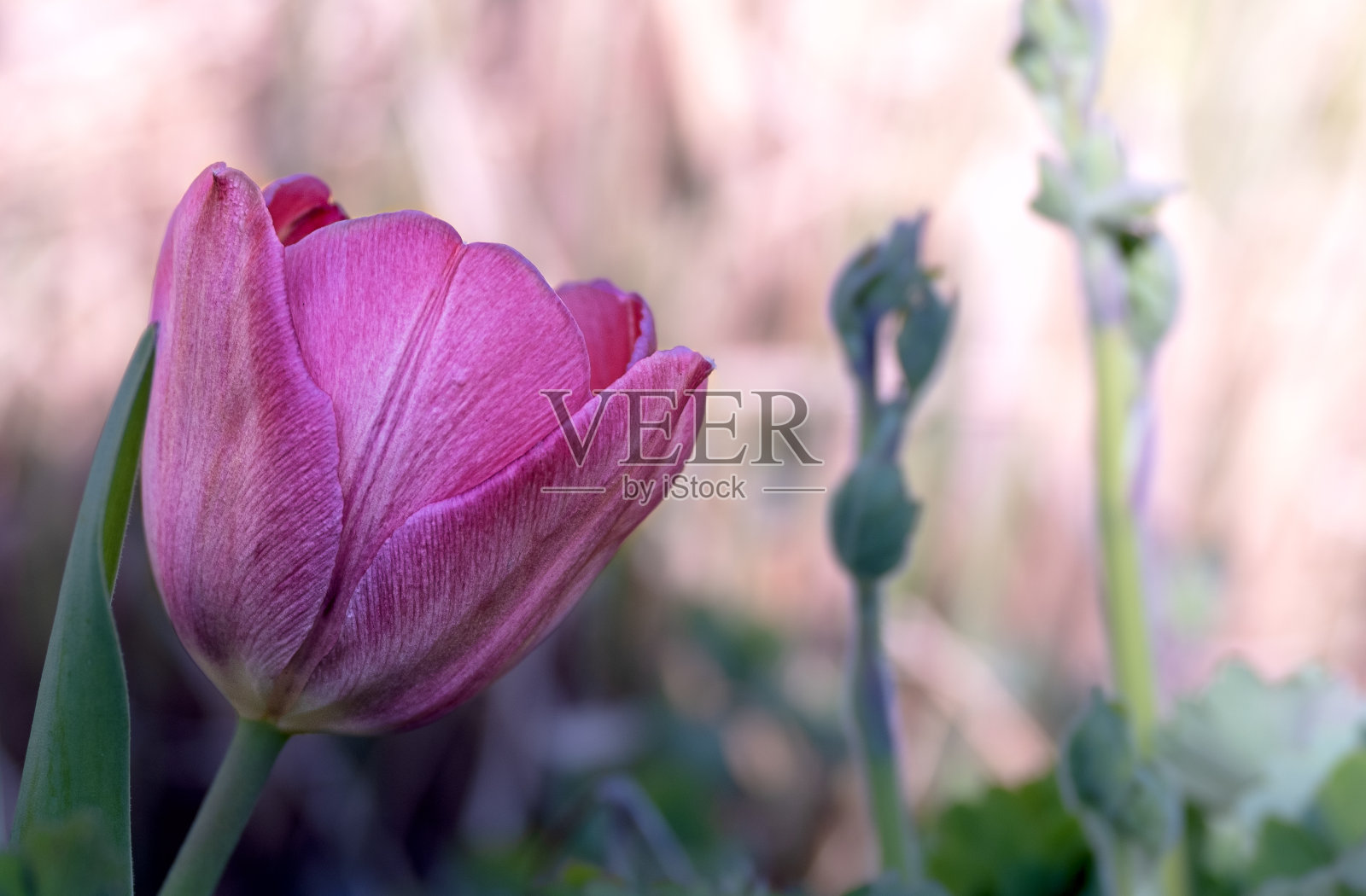 一个粉红色郁金香花的特写照片摄影图片
