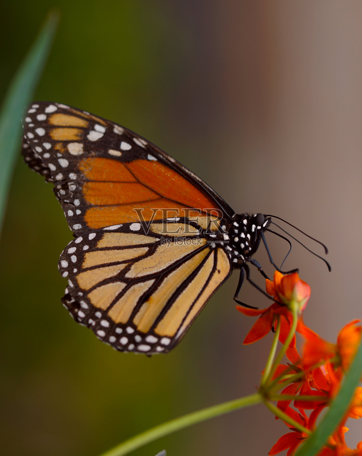 蝴蝶在花上的特写照片摄影图片