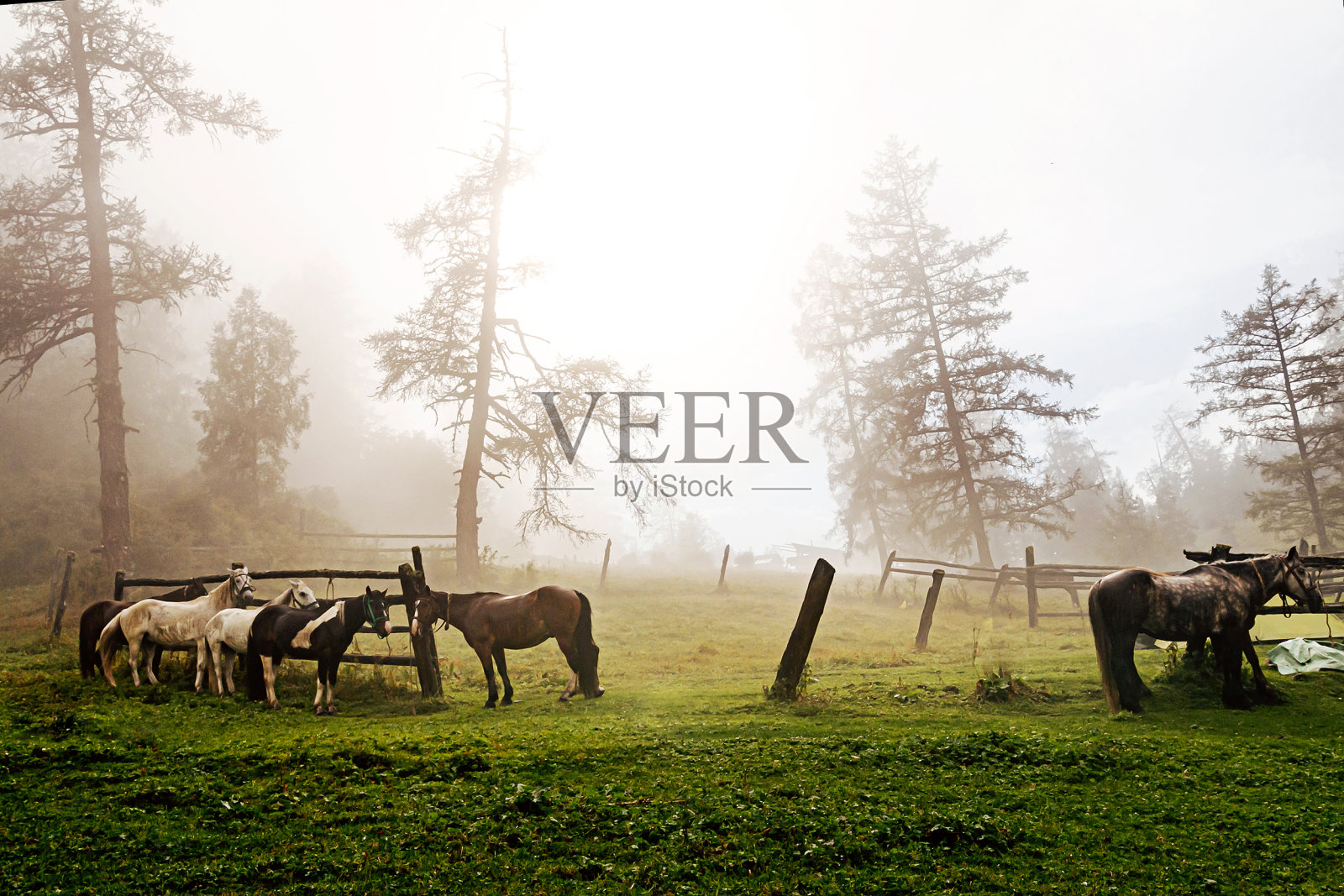 被皮带牵着的马在有雾的早晨停下来照片摄影图片