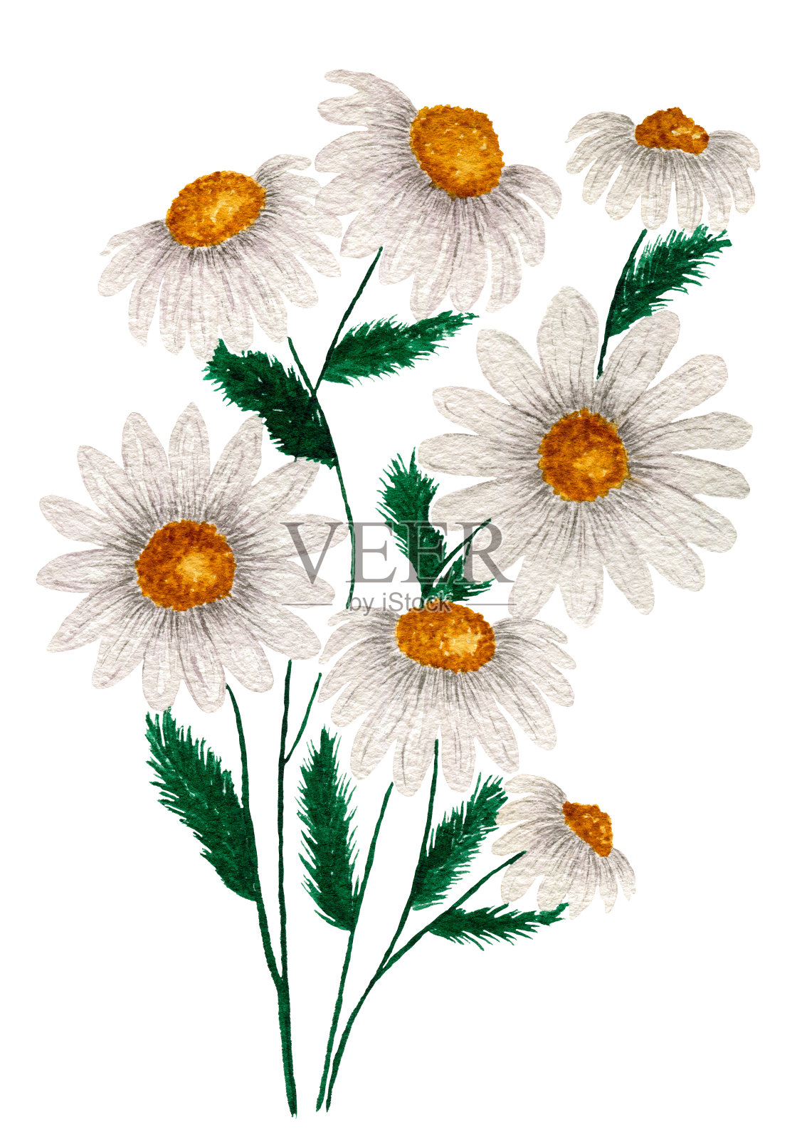花束上孤立的雏菊白色，洋甘菊野花花束，白色花卉水彩插图设计元素图片